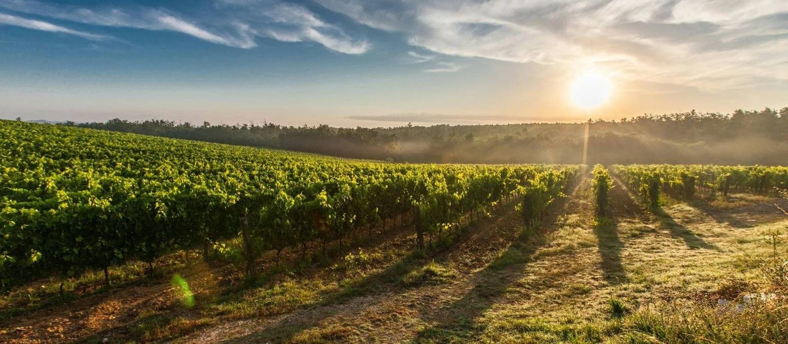 Viñedo al amanecer en un valle vitivinícola, con el sol saliendo sobre las hileras de parras